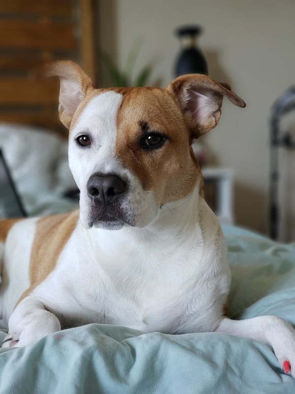 Détection canine de punaises de lit à paris : agissez vite !